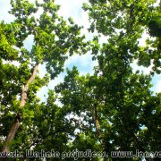 BHAWAL NATIONAL PARK 13